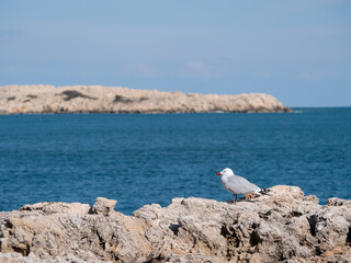 in a sunny place a bird stands on the rocks