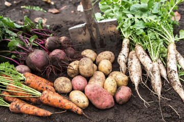 Autumn harvest of fresh raw carrot, beetroot, daikon radish and potato on soil ground in garden....