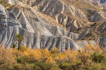 Autumn gold trees in forest with dry grass over mountainous landscape