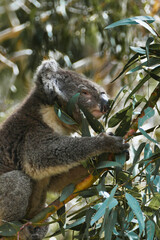 Koala in wild eating eucalyptus tree leaves