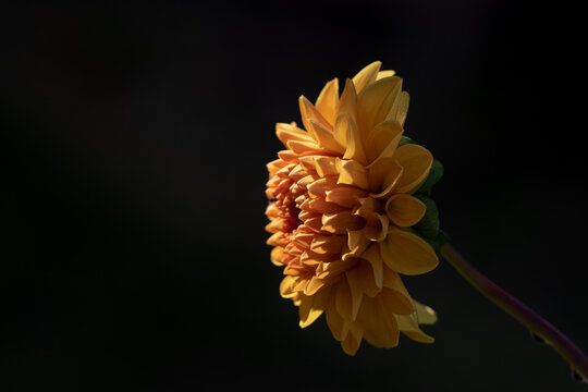 Yellow flower growing over dark background