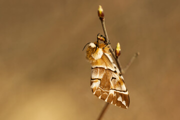 Birkenspinner (Endromis versicolora)