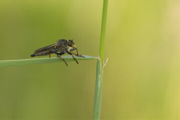 Barbarossafliege (Eutolmus rufibarbis)