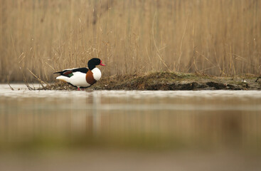 Brandgans (Tadorna tadorna)