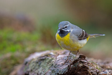 Gebirgsstelze (Motacilla cinerea)