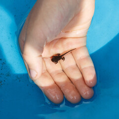 Tadpole in the palm of your hand. Frog in the water