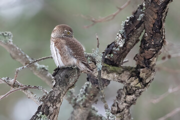 Eurasian Pygmy Owl