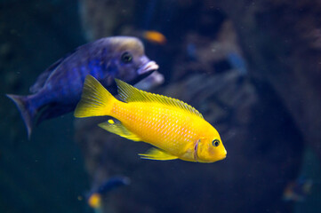 fish in aquarium