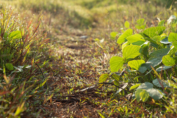 grass on the ground