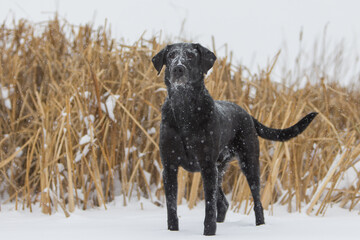Boomer the dog hunting in the snow
