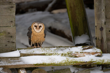 Barn Owl in the old house in winter.