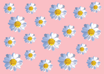 Daisy flowers seamless repeat pattern white and yellow daisies on pink background for fabric, fashion graphics, textile prints. Repeating texture background