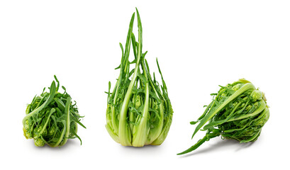 Fresh “Puntarella“ Chicory vegetable cut out on transparent PNG
