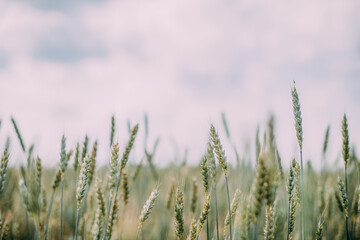 Fototapeta premium Green spikelets of wheat on the field. Close-up. Agricultural land.