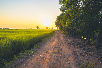 Fototapeta na wymiar Vintage dirt road along the paddy field and row of trees, peaceful countryside before sunset