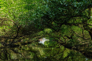 Sicao Green Tunnel in Tainan