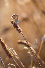 Beautiful view of a unique and tiny butterfly standing on a wheat spike