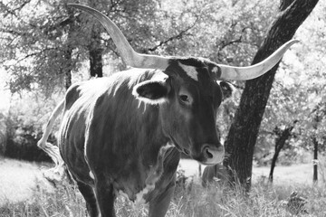 Large Texas longhorn cow with horns closeup in black and white on farm in sunshine.