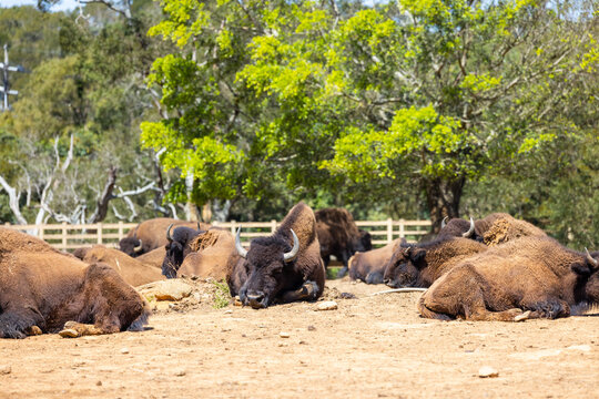 Powerful bison grazing in the grassland © leungchopan