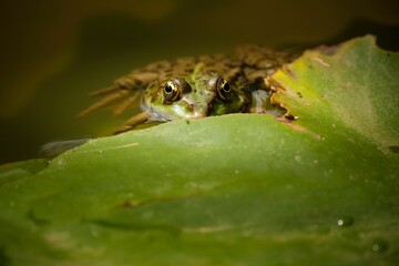 Beautiful view of a green frog at the pond perched on a thin branch