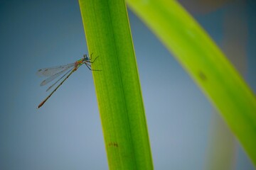 Beautiful view of a tiny dragon flie standing on a plant with blurred background