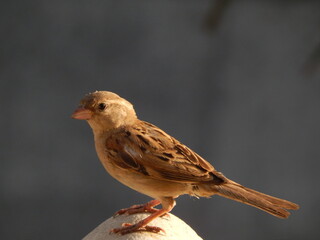 sparrow on a branch