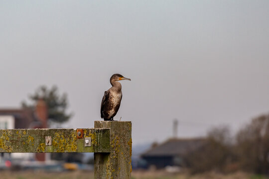 A shag at Rye Harbour in Sussex, on a sunny day in February