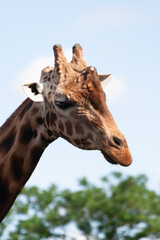 Giraffe im Zoo