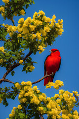 Cute Red Bird On A Flower Tree created with generative AI technology