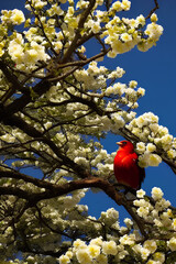 Cute Red Bird On A Flower Tree created with generative AI technology