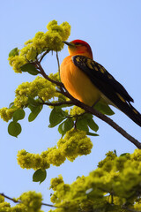 Cute Orange Bird On A Tree created with generative AI technology