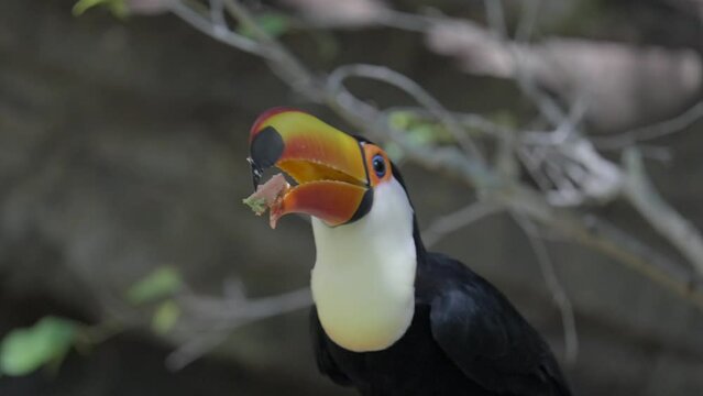 This close up video shows a beautiful toco toucan (Ramphastos toco) tossing and eating it's food in slow motion.