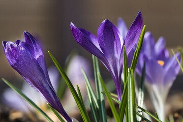 Closeup shot of the beautiful Crocus purple flowers on a sunny day