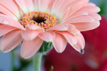 Fototapeta na wymiar Macro shot of the water drop on a pink Gerbera flower's petal