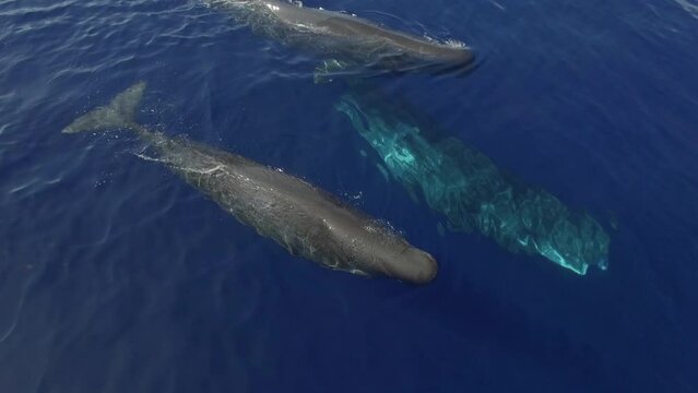Mob of sperm whales drifts near surface of ocean water. Group of sperm whales are known for their communication prowess. Their singular demeanor allows them to associate and survive in ocean.