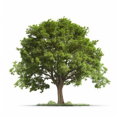 Realistic Tree on a white background created with generative ai