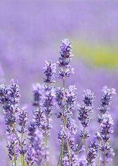 Vertical shot of lavender flowers in a field