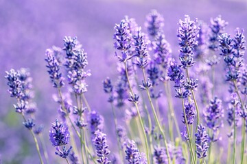 Fototapeta premium Field of lavender flowers, perfect for backgrounds and wallpapers