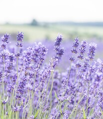 Field of lavender flowers, perfect for backgrounds and wallpapers