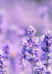 Vertical selective focus of lavender flowers in a
field, perfect for backgrounds and wallpapers