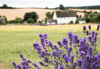 Close up of the beautiful Cotswold lavender flowers on a blurred natural background