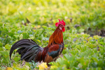 A male jungle fowl is foraging in the hillside farm where there is a fertile forest.