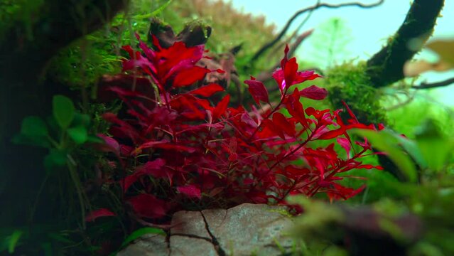 Ludwigia super red waving in tropical aquascape. Planted aquarium with big roots and Frodo stones. 4k footage
