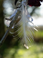 Closeup of a white feather on the tree branch, paganism at the Rollright Stones, Oxfordshire