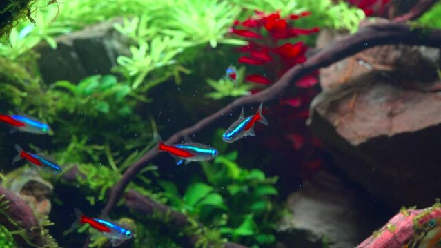 School of neon tetra fish in tropical aquascape. Planted aquarium with big branched roots and Frodo stones. 4k footage