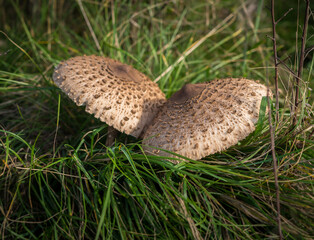 mushroom in the grass