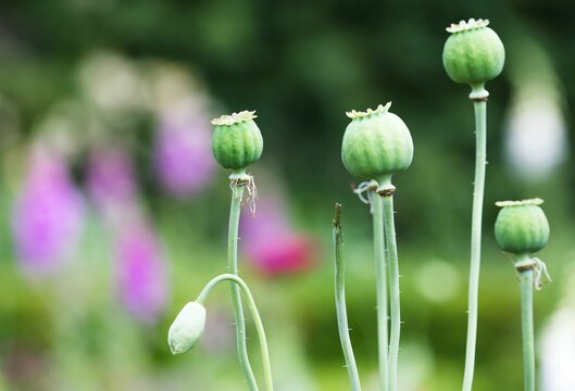 Closeup of Opium poppy flower heads in a garden