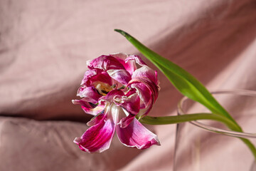 Dry pink tulip in a glass vase on a beige color background.