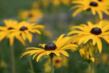 Selective focus shot of Golden Cone Flowers in a garden