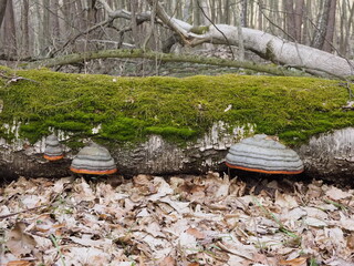 forest mushroom on a tree